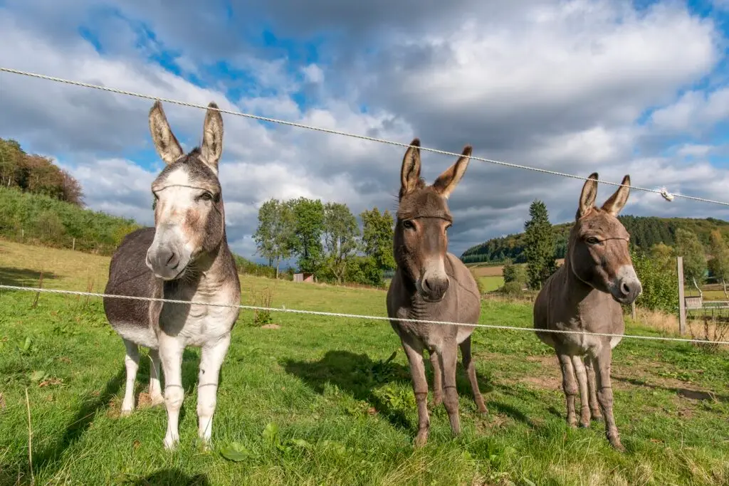 Tierische Entdeckungen bei einer Wanderung